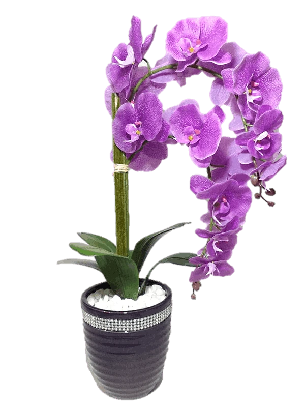 Orquídeas